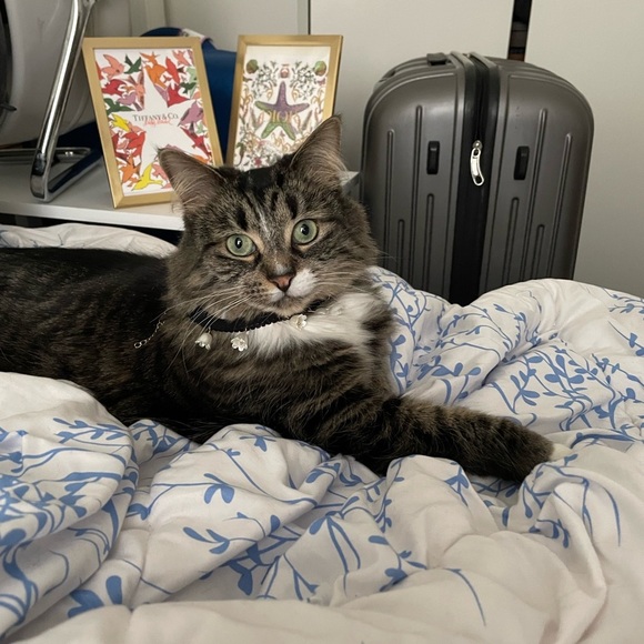 *Host Pick*Elegant Black and Gold Choker Necklace with Natural Pearls - Picture 2 of 7